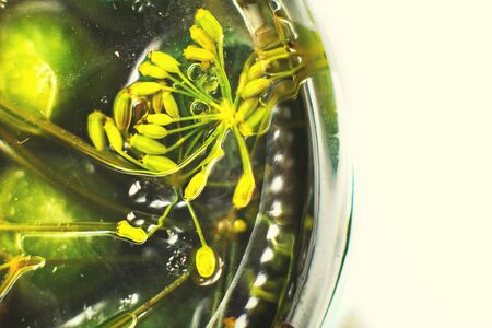pickled cucumbers with dill in a glass jar top view. cucumbers background.  the bottom of the jar with cucumbers. inverted jar with cucumbers.の写真素材