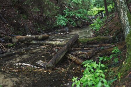 logs on a small river. blue lakes on Narochの写真素材
