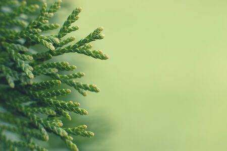 a thuja close up. thuja branch backgroundの写真素材