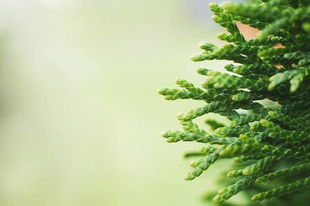 a thuja close up. thuja branch background
