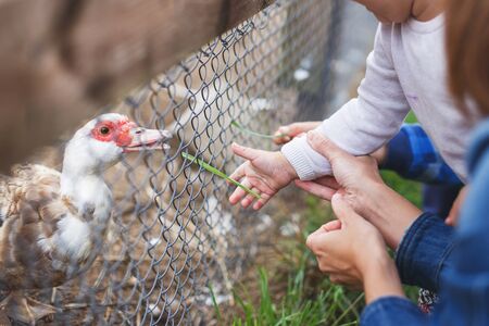 children feed geese grass over the fence