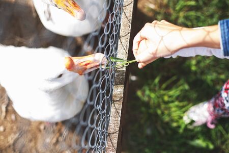 children feed geese grass over the fence. view from above