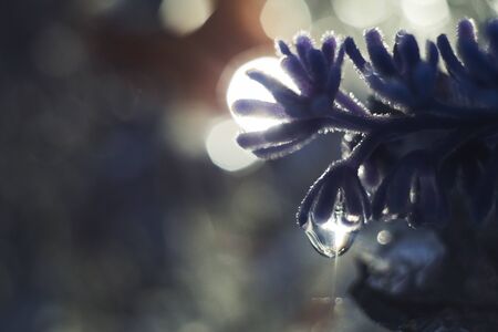 a drop of water on a flower petal. lavender. blue flower macro with beautiful bokeh in the rainの写真素材