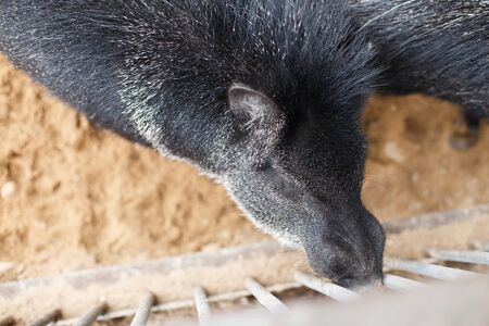 portrait of a little black pig in the zooの写真素材