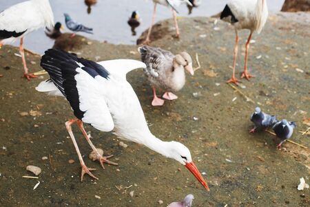 Stork near the lake. portrait of a stork. stork eats bread with its beakの写真素材