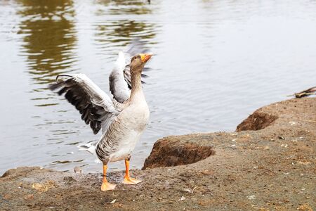 geese walking near the lake. goose flaps its wings dries feathersの写真素材