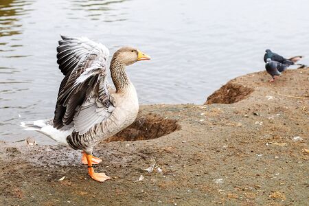 geese walking near the lake. goose flaps its wings dries feathersの写真素材