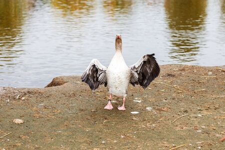 geese walking near the lake. goose flaps its wings dries feathersの写真素材
