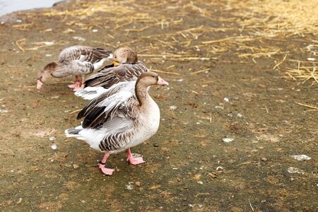 geese walking near the lake.  portrait of a duckの写真素材