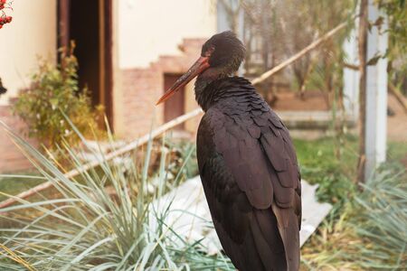 black stork in the zoo. portrait of a black stork の写真素材
