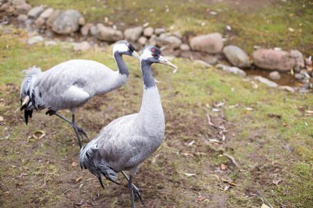 portrait of crane bird on the grassの写真素材