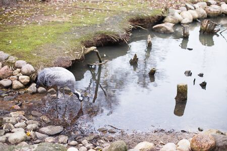 portrait of crane bird on the grassの写真素材