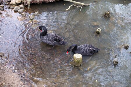black swans are swimming on the lakeの写真素材