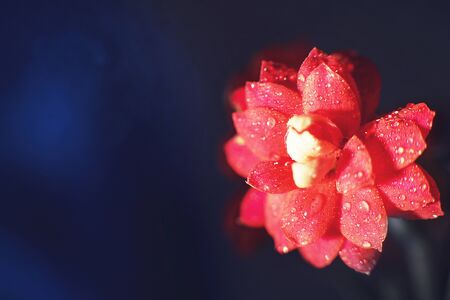 Kalanchoe flower macro bokeh. red flower with a drop of water  close up on a blue backgroundの写真素材
