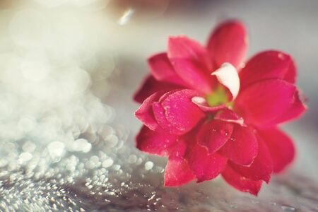 Kalanchoe flower macro bokeh. red flower with a drop of water  close upの写真素材