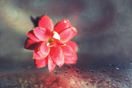 Kalanchoe flower macro bokeh. red flower with a drop of water  close upの写真素材