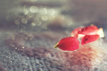 red  flower petal with a drop of water macroの写真素材