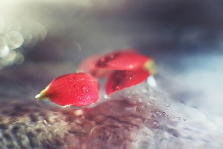 red  flower petal with a drop of water macroの写真素材