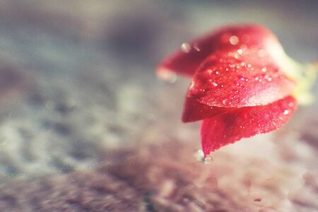 red  flower petal with a drop of water macroの写真素材