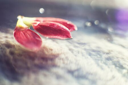 red  flower petal with a drop of water macroの写真素材