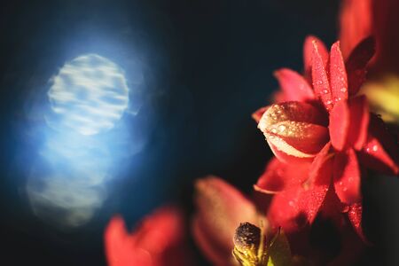 Kalanchoe flower macro bokeh. red flower with a drop of water  close up on a blue backgroundの写真素材