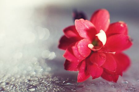 Kalanchoe flower macro bokeh. red flower with a drop of water  close upの写真素材