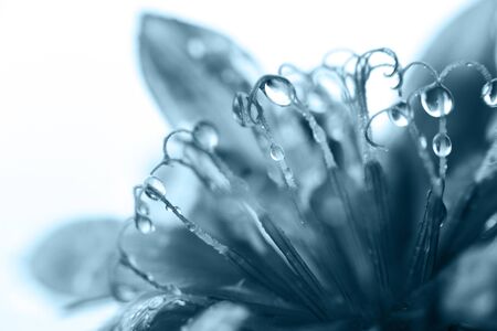 blue flower close-up. cornflower. a drop of water on a flower petal. dew on a flower. classic blue trend colorの写真素材