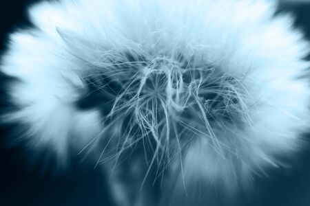 dandelion with parachutes close-up. background . dandelion in bloom. classic blue trend colorの写真素材