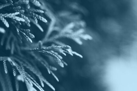 a thuja close up. thuja branch background. classic blue trend colorの写真素材