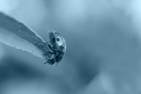 ladybug on leaf close up on blue background. classic blue trend colorの写真素材