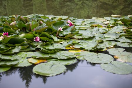 water lilies grow on a pond. white water lily in waterの写真素材