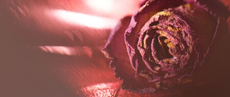 red dried rose with drops of water on a red background. card with flower and bokeh. banner