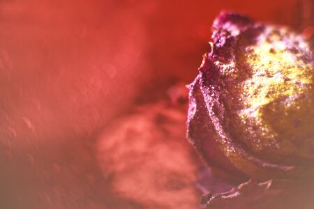 red dried rose with drops of water on a red background. card with flower and bokehの写真素材