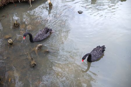 black swans are swimming on the lakeの写真素材
