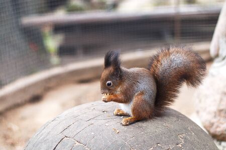 squirrel nibbles acorn. portrait of a squirrel closeの写真素材