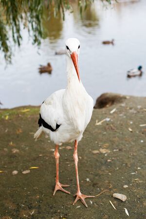 Stork near the lake. portrait of a storkの写真素材
