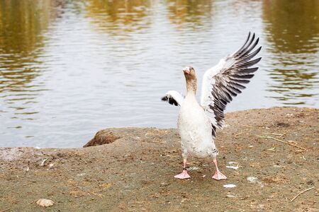 geese walking near the lake. goose flaps its wings dries feathersの写真素材
