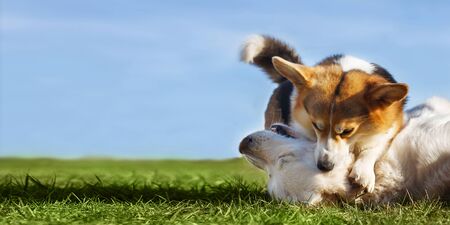 Welsh Corgi Pembroke and Golden Retriever playing in the garden on green grass. Dods have funの写真素材