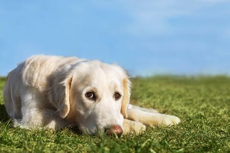 Beautiful Golden Retriever dog lying on the green grass with blue sky