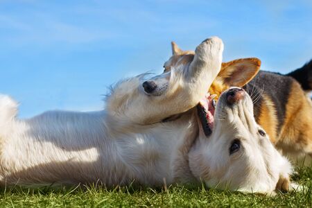 Welsh Corgi Pembroke and Golden Retriever playing in the garden on green grass. Dods have fun