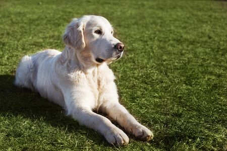 Beautiful Golden Retriever dog lying on the grassの写真素材
