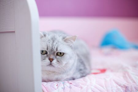 A beautiful british cat lies on a sofa at homeの写真素材