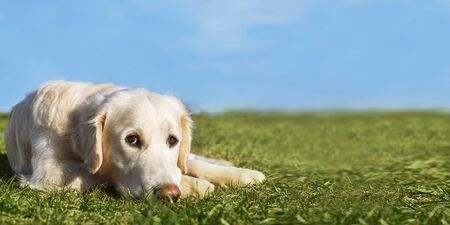 Beautiful Golden Retriever dog lying on the grass in sunny summer day with blue skyの写真素材