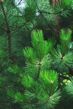 Closeup of background green needles tree thujaの写真素材