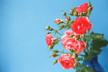bouquet of a rose flowers isolated on blue background.