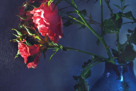 red rose with strong contrast and water drops on black blue background. bouquet of flowers in a vaseの写真素材