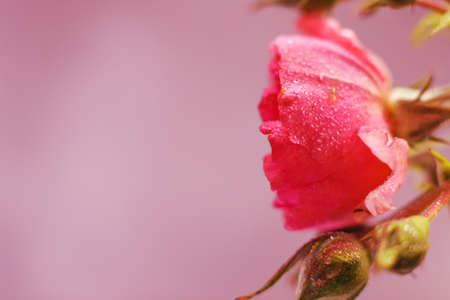 red rose with water drops on pink backgroundの写真素材