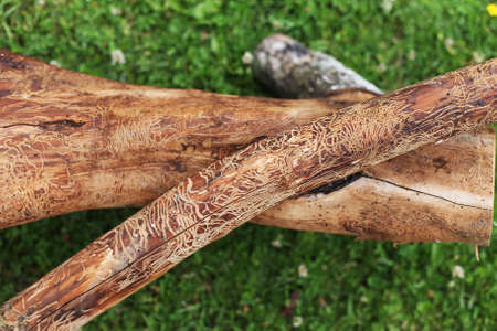 wooden log damaged by bark beerle . felled treeの写真素材