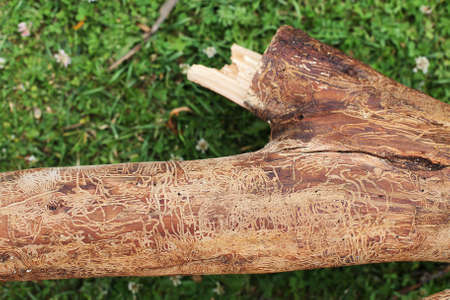 wooden log damaged by bark beerle . felled treeの写真素材