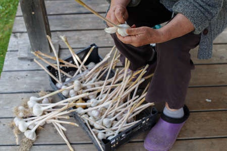 female hands peel garlic. old woman peels raw garlic in the rardenの写真素材